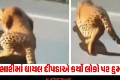 Leopard attack in Navsari, Leopard injured in accident, Forest department, leopard rescue, leopard incident, Leopard attacks people,
