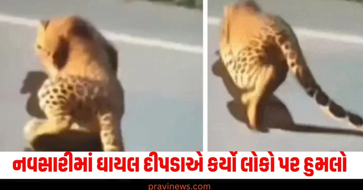 Leopard attack in Navsari, Leopard injured in accident, Forest department, leopard rescue, leopard incident, Leopard attacks people,