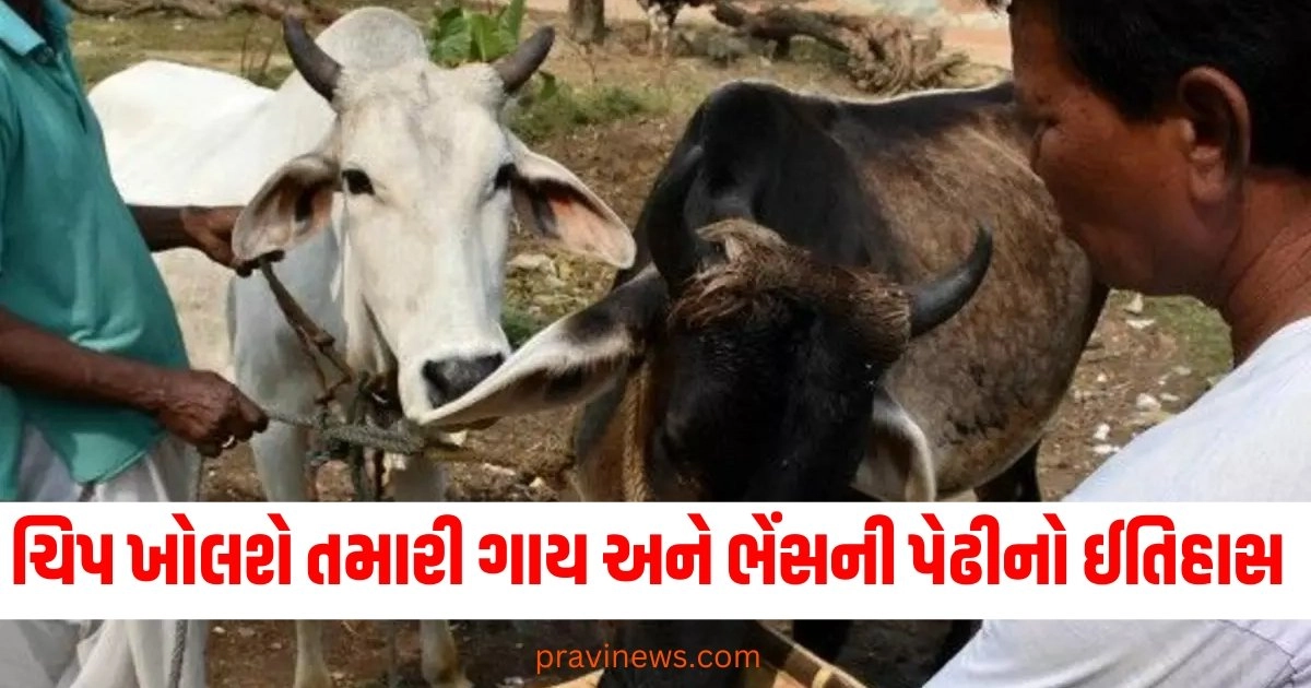 લ્યો હાલો હવે એક ચિપ ખોલી નાખશે તમારી ગાય અને ભેંસની સાત પેઢીનો ઈતિહાસ https://www.pravinews.com/lifestyle/health-fitness/try-these-home-remedies-for-tonsils-infections-in-gujarati-38909