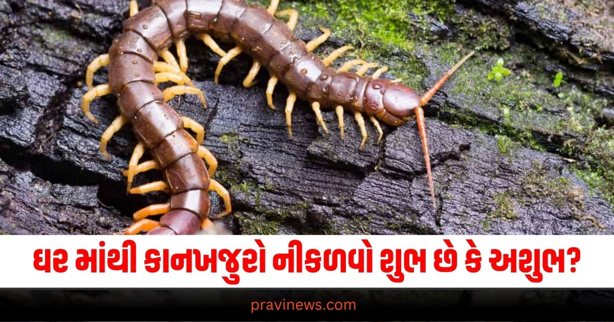 centipede in house indicate good bad signs, Kankhajura shubh sanket, Kankhajura good bad signs, astro tips in hindi, Is it auspicious or inauspicious to see centipede in house, ghar me kankhajura dekhna shubh ya ashubh, ghar me kankhajura dekhna