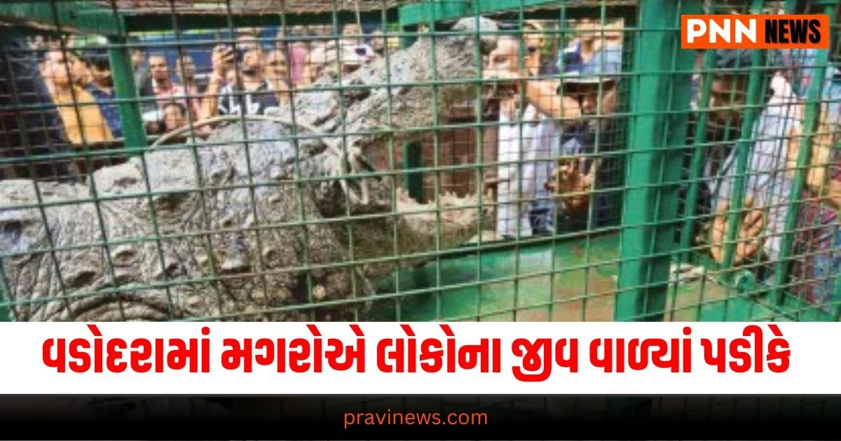 Gujarat Rains, Vadodara Floods, Crocodile Attacks, Vadodara Wildlife Threat, Emergency Response