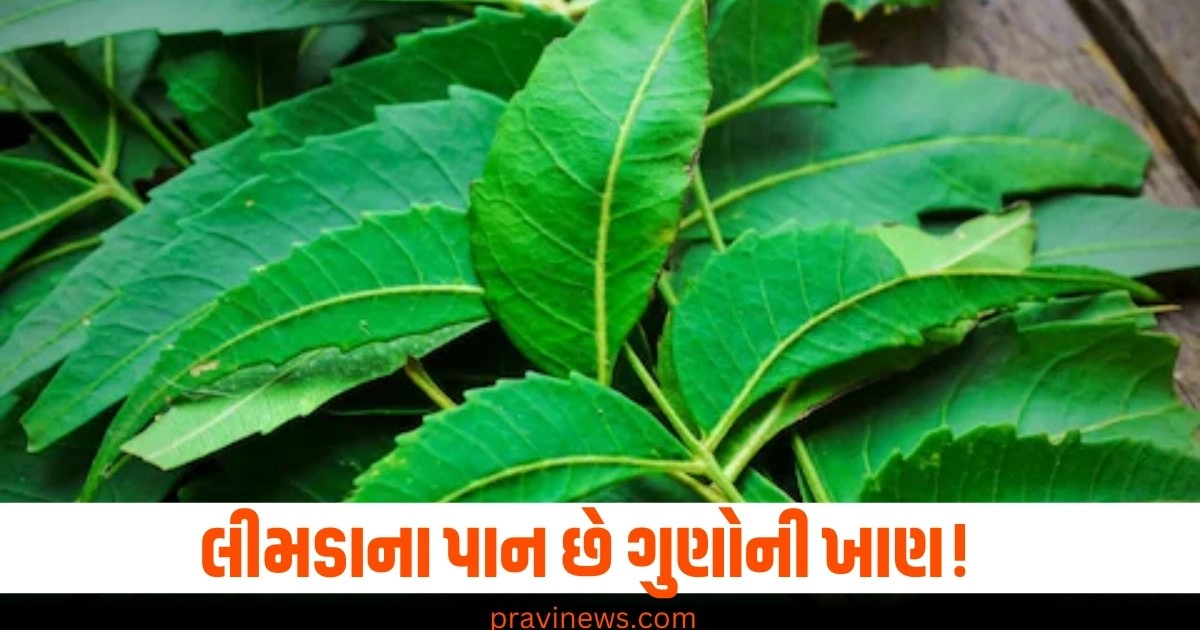 Benefits of neem leaves, Chewing neem leaves on empty stomach, Neem leaves health benefits, Neem leaves medicinal properties, Neem for detox and immunity,