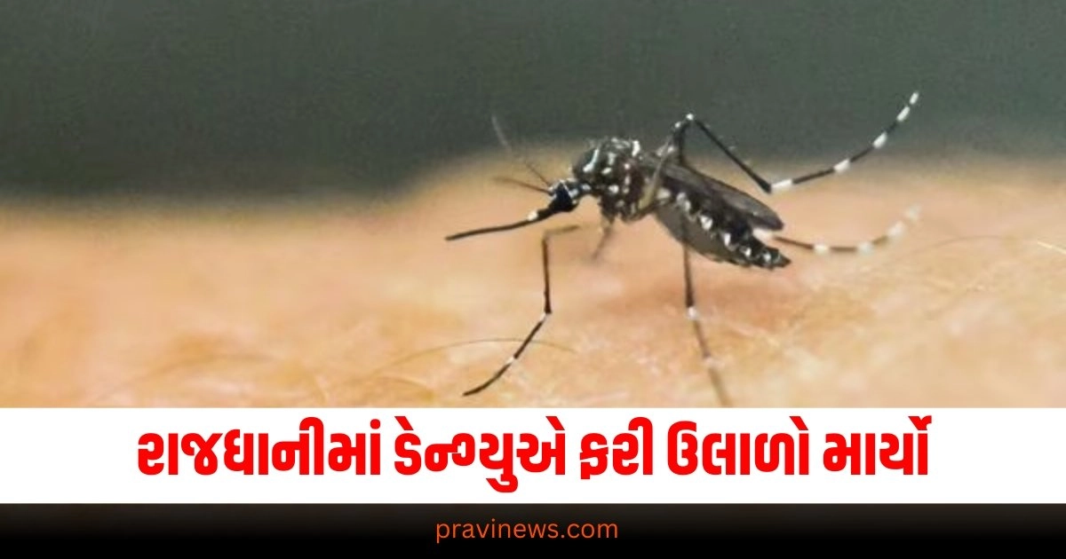 રાજધાનીમાં ડેન્ગ્યુએ ફરી ઉલાળો માર્યો, તમારા ઘરથી કેવી રીતે રાખશો દૂર https://www.pravinews.com/gujarat-news/gujarat-patient-family-beat-hospital-staff-for-being-asked-to-remove-slippers-watch-viral-video-38104