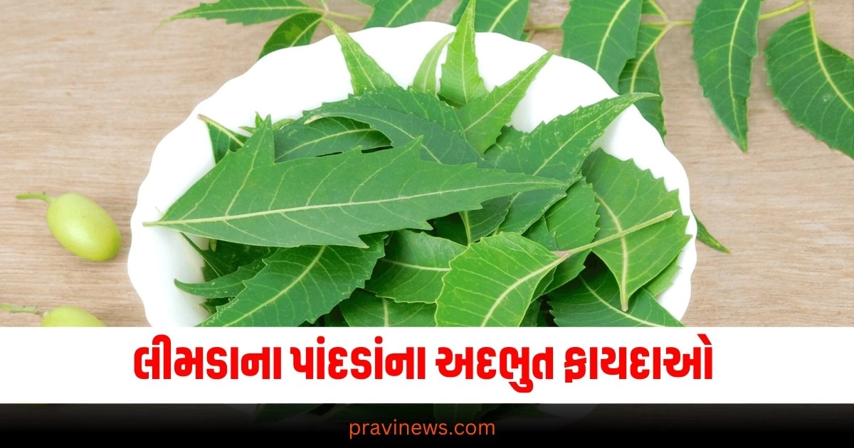 ખાલી પેટે કડવા લીમડાના ખાલી પાંદડા ખાઈ લ્યો અને સામે અઢળક ફાયદા જ ફાયદા https://www.pravinews.com/lifestyle/health-fitness/neem-leaf-benefits-on-empty-stomach-diabetes-advantages-skin-blood-38772