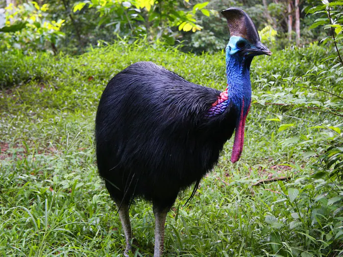 આ છે દુનિયાનું સૌથી ખતરનાક પક્ષી,આટલા વર્ષો પછી થાઇ છે ફરી જન્મ! https://www.pravinews.com/ajab-gajab/off-beat-deadliest-bird-in-the-world-southern-cassowary-velociraptor-like-claws-hatches-36238