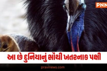 "duniya ki sabse khatarnak chidiya , cassowary bird most dangerous bird, in the world amazing fact,florida usa,most dangerous bird,news18gujarati,sabse khatarnak pakshi,world's most dangerous bird,Dinosaur