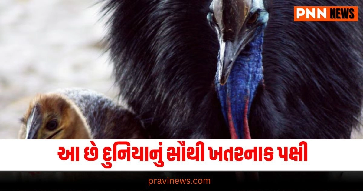 "duniya ki sabse khatarnak chidiya , cassowary bird most dangerous bird, in the world amazing fact,florida usa,most dangerous bird,news18gujarati,sabse khatarnak pakshi,world's most dangerous bird,Dinosaur