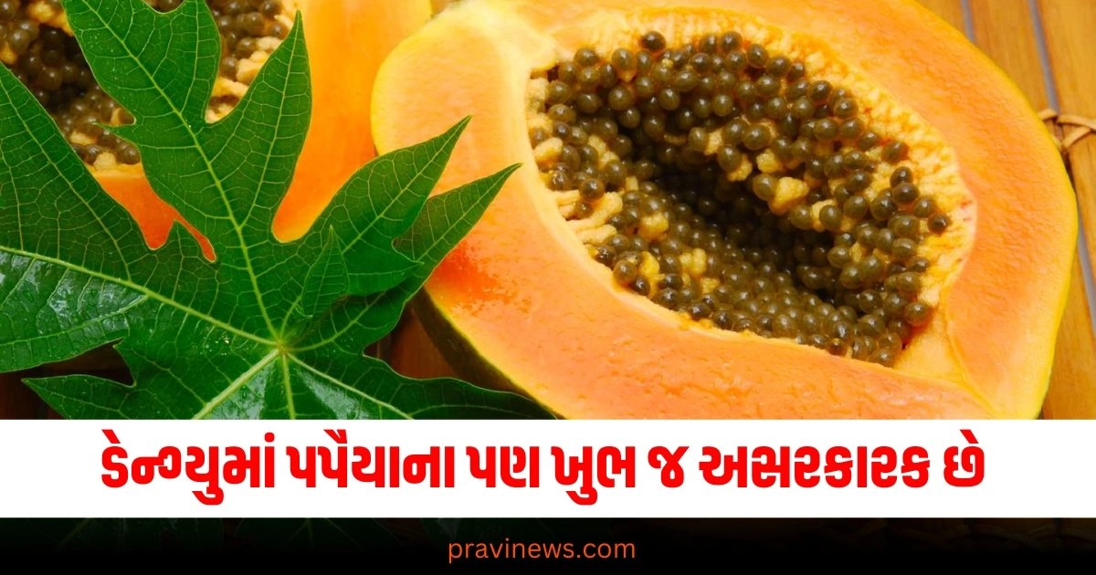 ડેન્ગ્યુ થયો છે કે એની અસર છે? પ્લેટલેટ ઘટી ગયા છે ? તો આ પાંદડાનો ઉપયોગ કરી લ્યો પણ રીત સમજી લેજો ખાસ https://www.pravinews.com/lifestyle/health-fitness/papaya-leaf-benefits-in-gujarati-how-to-papaya-leaf-in-dengue-to-increase-platelet-count-naturally-38680