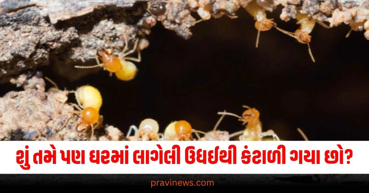 શું તમે પણ ઘરમાં લાગેલી ઉધઈથી કંટાળી ગયા છો? આ 3 વસ્તુઓથી મળશે છુટકારો https://www.pravinews.com/ajab-gajab/tips-and-tricks-how-to-get-rid-termite-with-easy-home-remedies-37588