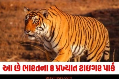 Tiger , Knowledge , Knowledge news, ઇન્ટરનેશનલ ટાઇગર ડે, ટાઇગર ડે, ટાઇગર, નોલેજ, નોલેજ ન્યૂઝ, Gujarati news