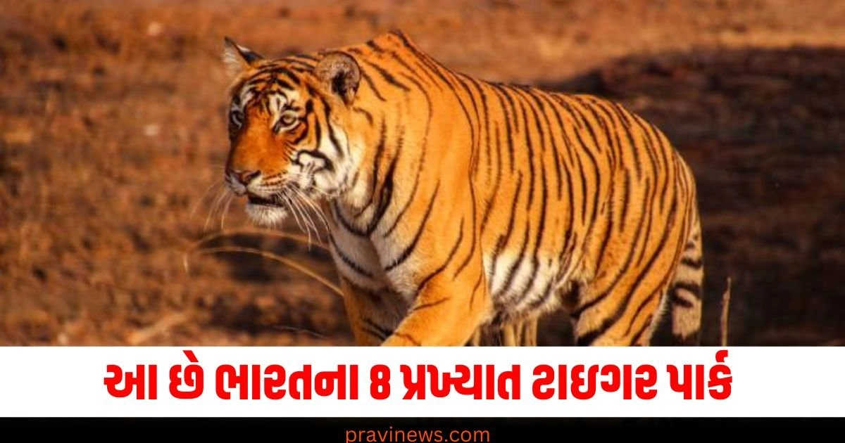 Tiger , Knowledge , Knowledge news, ઇન્ટરનેશનલ ટાઇગર ડે, ટાઇગર ડે, ટાઇગર, નોલેજ, નોલેજ ન્યૂઝ, Gujarati news