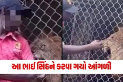 બોલો લ્યો આ ભાઈ સિંહને કરવા ગયો આંગળી, અને પછી જે થયું, તમારી આંખો જોતી જ રહેશે. https://www.pravinews.com/tag/ajab-gajab