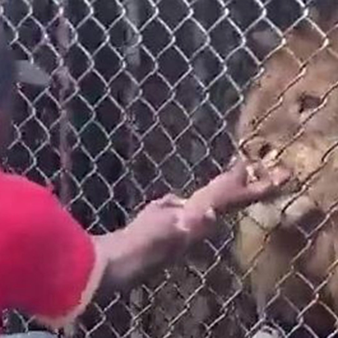 બોલો લ્યો આ ભાઈ સિંહને કરવા ગયો આંગળી, અને પછી જે થયું, તમારી આંખો જોતી જ રહેશે. https://www.pravinews.com/tag/ajab-gajab