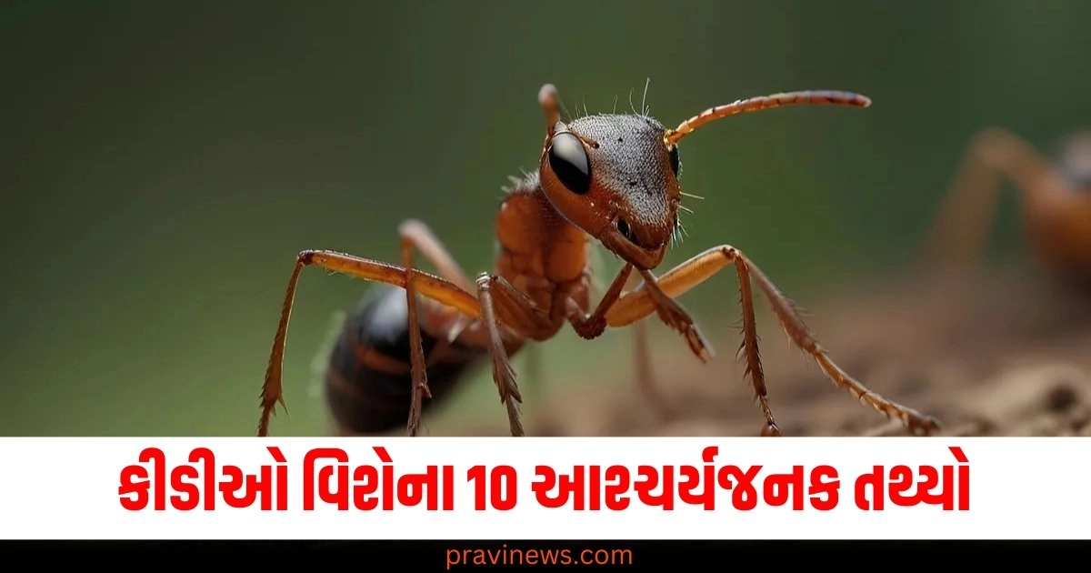 કીડીઓ વિશેના 10 આશ્ચર્યજનક તથ્યો, તે જાણીને તમને આશ્ચર્ય થશે https://www.pravinews.com/lifestyle/health-fitness/coffee-with-cinnamon-weight-loss-drink-to-remove-body-fat-48392