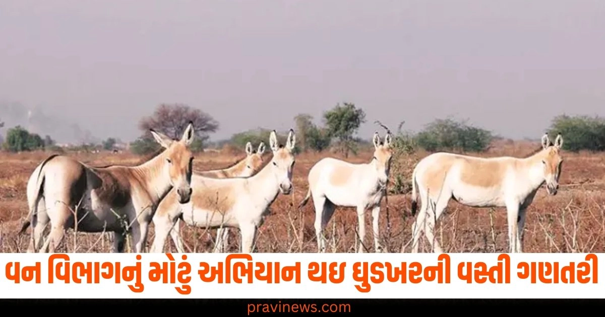 વન વિભાગનું મોટું અભિયાન, થઇ ઘુડખરની વસ્તી ગણતરી, હાલ કેટલી છે વસ્તી? https://www.pravinews.com/gujarat-news/a-big-campaign-of-forest-department-the-census-of-ghudkhar-was-done-44528