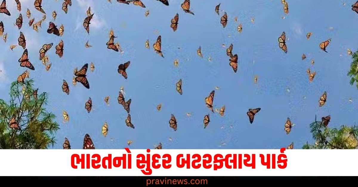 ભારતનો સુંદર બટરફ્લાય પાર્ક, જ્યાં રંગબેરંગી પતંગિયા જોઈને તમારું દિલ ખુશ થઈ જશે. https://www.pravinews.com/religion/chanakya-niti-chanakya-life-lesson-in-3-logon-ki-kabhi-nahi-madad-karni-chaihiye-50458