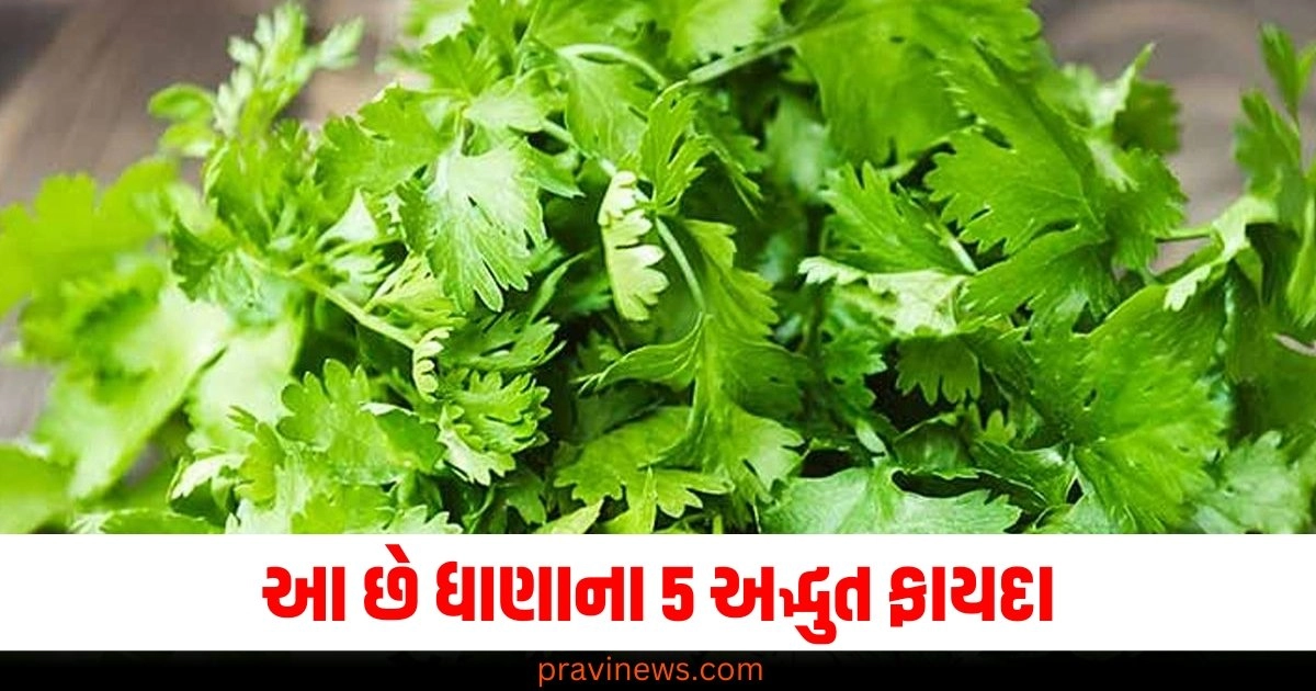 "coriander Benefits in Hindi , coriander ke fayde , Cilantro or coriander , coriander Benefits , coriander nutrition in Hindi , Dhaniya patti , 5 health benefits of coriander in hindi , Fabulous Coriander Benefits , Dhaniya patti ke fayde