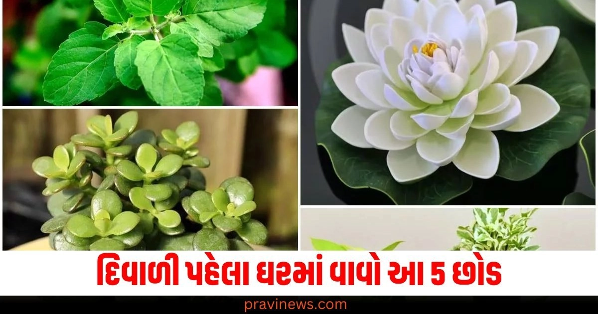 દિવાળી પહેલા ઘરમાં વાવો આ 5 છોડ, માતા લક્ષ્મી કરશે છપ્પડ ફાડ પૈસાનો વરસાદ https://www.pravinews.com/gujarat-news/gujarat-bomb-threat-received-in-10-hotels-of-rajkot-created-panic-52186