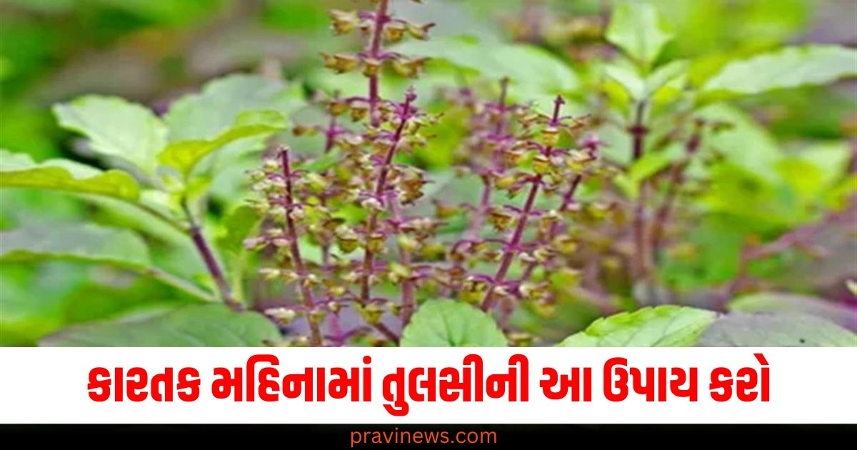 કારતક મહિનામાં તુલસીની આ ઉપાય કરો, એટલા પૈસા મળશે કે તમારે નવું બેંક ખાતું ખોલાવવું પડશે. https://www.pravinews.com/tag/%e0%aa%a4%e0%ab%81%e0%aa%b2%e0%aa%b8%e0%ab%80