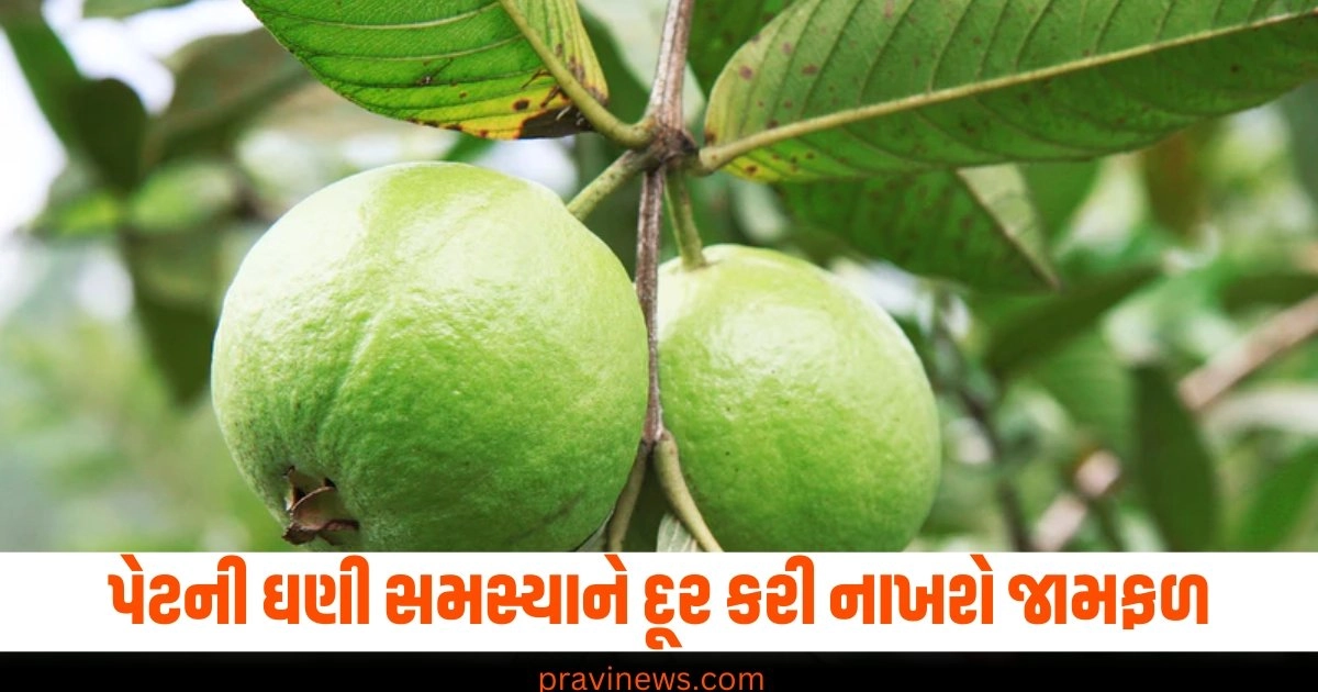 પેટની ઘણી સમસ્યાને દૂર કરી નાખશે જામફળ, બસ ચાલુ કરો આ રીતે તેને ખાવાનું https://www.pravinews.com/world-news-in-gujarati/jharkhand-assembly-elections-2024-bjps-5-promises-for-jharkhand-jobs-youth-allowance-housing-affordable-lpg-43917