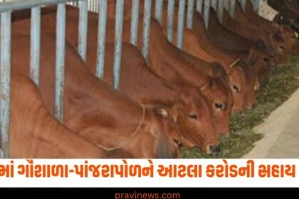 રાજ્યમાં ૫૮૪ ગૌશાળા-પાંજરાપોળને આટલા કરોડની પશુ નિભાવ સહાય અપાઈ https://www.pravinews.com/tag/gujarat-news