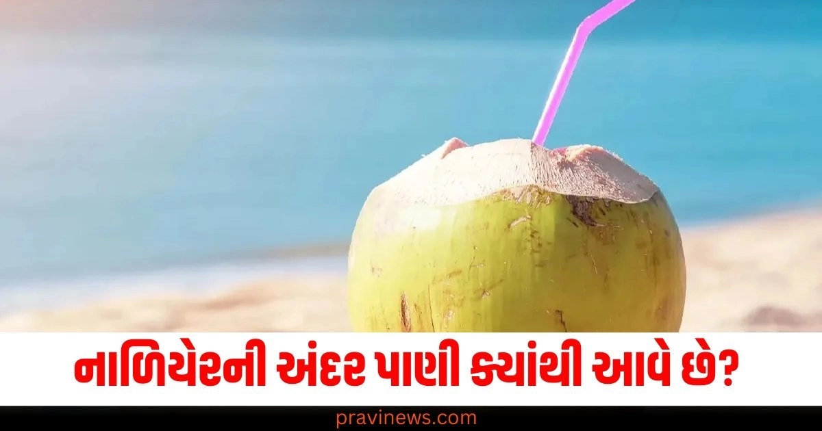 નાળિયેરની અંદર પાણી ક્યાંથી આવે છે? જાણીને તમને નવાઈ લાગશે https://www.pravinews.com/ajab-gajab/how-did-water-get-inside-coconut-interesting-news-50308