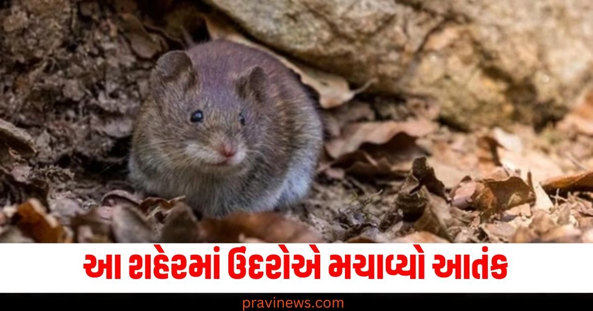 ઉંદરોએ આ શહેરમાં આતંક મચાવ્યો, આખું શહેર કર્યું તબાહ, સરકારે લેવો પડ્યો મોટો નિર્ણય . https://www.pravinews.com/religion/astrology/horoscope-rashifal-3-october-2024-daily-bhavishyafal-lucky-and-unlucky-zodiac-signs-42701