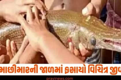 માછીમારની જાળમાં ફસાયો વિચિત્ર જીવ, માથું મગરનું તો ધડ વળી બીજા જાનવરનું https://www.pravinews.com/tag/ajab-gajab