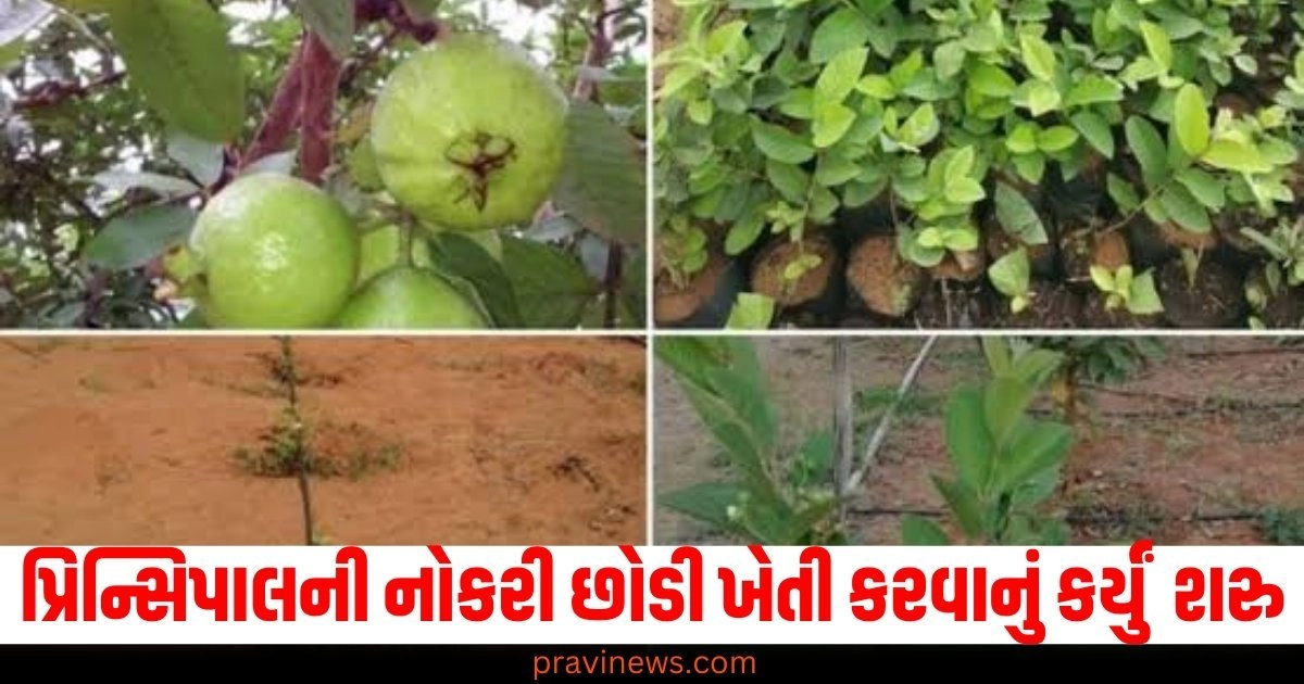 પ્રિન્સિપાલની નોકરી છોડી ખેતી કરવાનું કર્યું શરુ, આ ફળની ખેતી કરી 30 લાખ રૂપિયાની કમાણી! https://www.pravinews.com/ajab-gajab/taiwan-pink-guava-peru-cultivation-farming-tips-from-successful-farmer-sa-local-51918