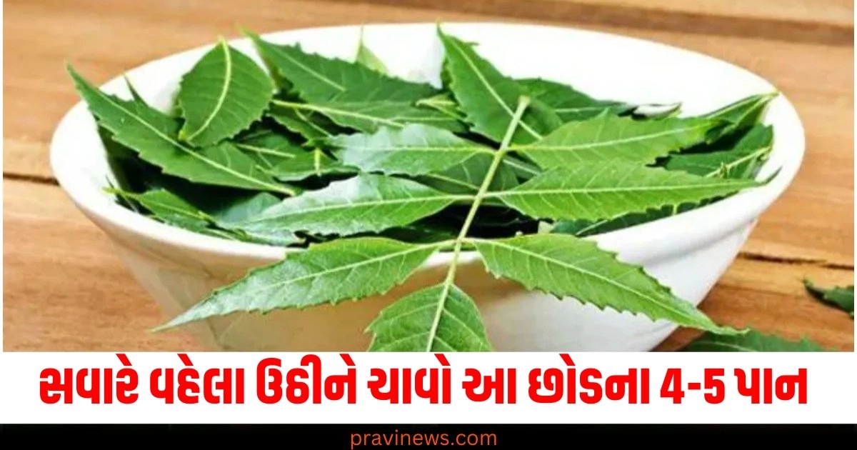 સવારે વહેલા ઉઠીને ચાવો આ છોડના 4-5 પાન , બધો થાક અને નબળાઈ થઈ જશે દૂર https://www.pravinews.com/religion/astrology/20-october-2024-ka-panchang-in-gujarati-sunday-rahukal-muhurat-and-sunrise-sunset-time-48972