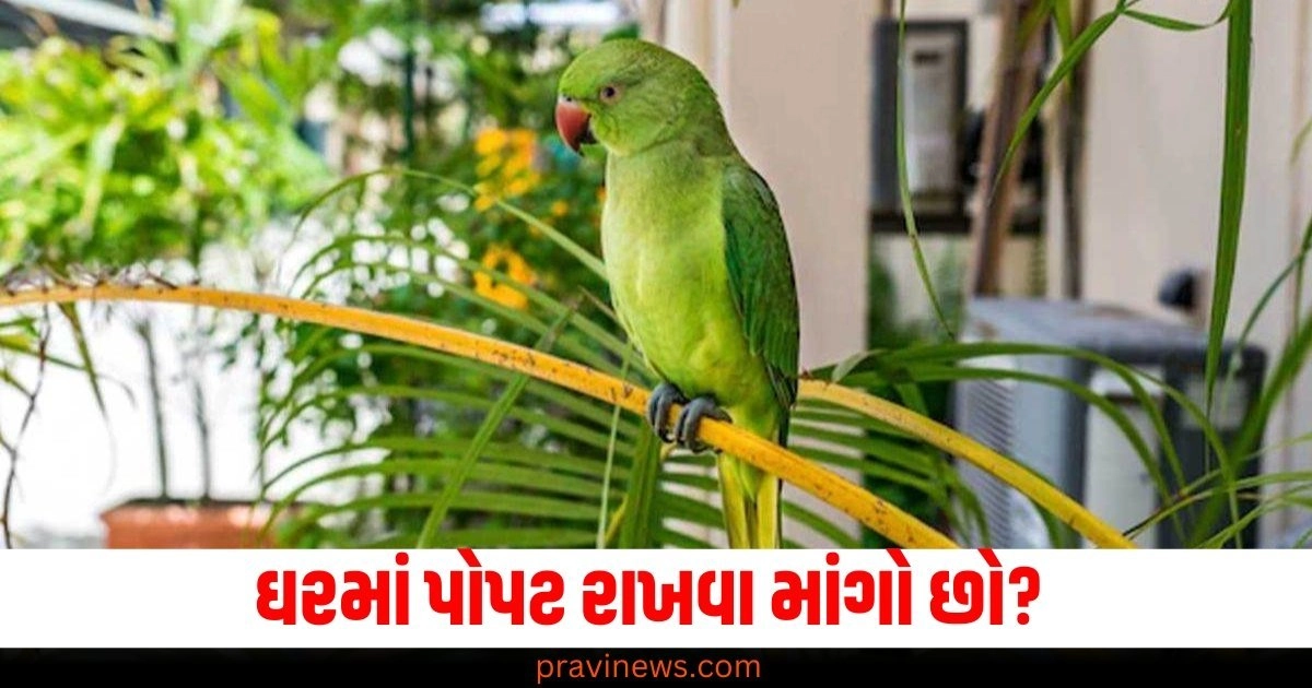 home, parrot, Vastu Shastra, rules, guidelines, placement, benefits, harmony, positive energy, pets,