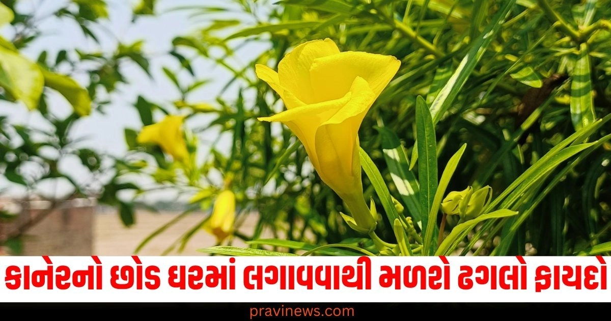 કાનેરનો છોડ ઘરમાં લગાવવાથી મળશે ઢગલો ફાયદો, આ દિશામાં લગાવવાથી તમારું આખું જીવન બદલાઈ જશે. https://www.pravinews.com/lifestyle/fashion-news/know-how-young-girl-creates-fusion-look-51011