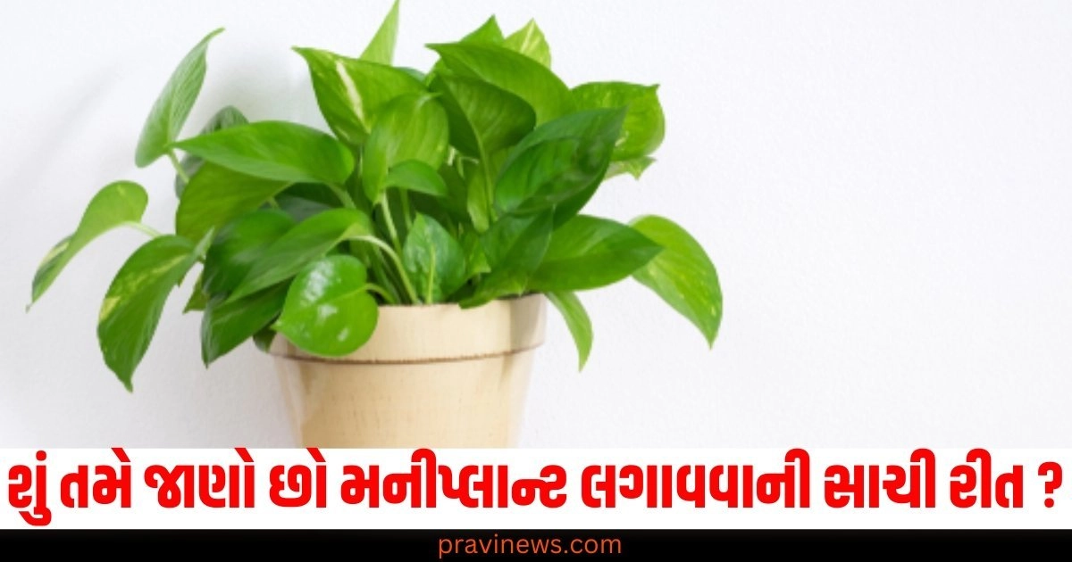 money plant, planting, method, tips, direction, home,