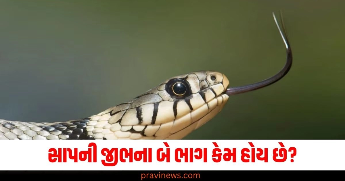 સાપની જીભના બે ભાગ કેમ હોય છે, તેની પાછળનું કારણ ક્યા કાળ સાથે સંબંધિત છે? https://www.pravinews.com/technology/android-smartphones-get-new-theft-protection-feature-and-here-is-how-you-should-enable-it-52842