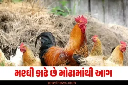 ભારતના આ રાજ્યમાં મરઘી કાઢે છે મોઢામાંથી આગ, જુઓ શું છે આખો મામલો https://www.pravinews.com/author/pravinews/page/3