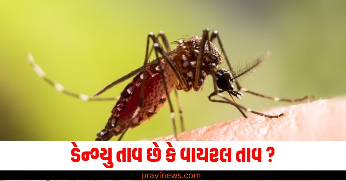 ડેન્ગ્યુ તાવ છે કે વાયરલ તાવ ? કેવી રીતે ઓળખવું https://www.pravinews.com