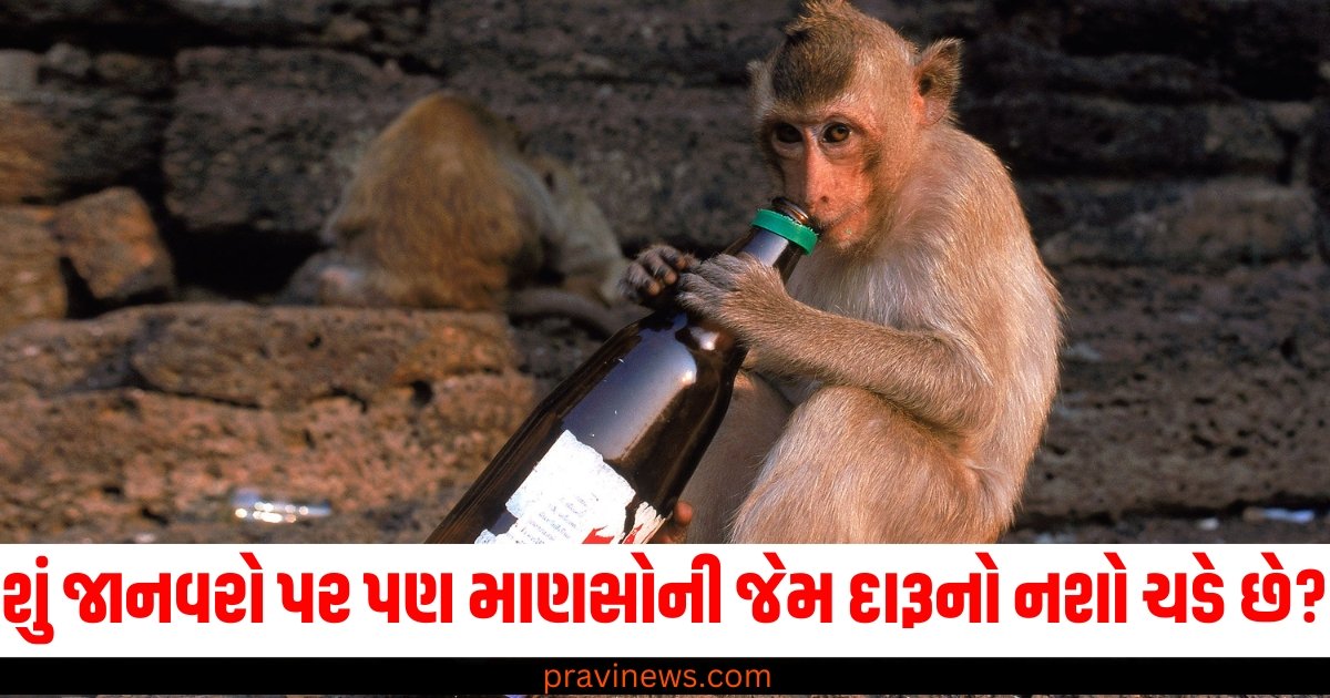 શું જાનવરો પર પણ માણસોની જેમ દારૂનો નશો ચડે છે? જાણી લ્યો શું છે હકીકત https://www.pravinews.com/ajab-gajab