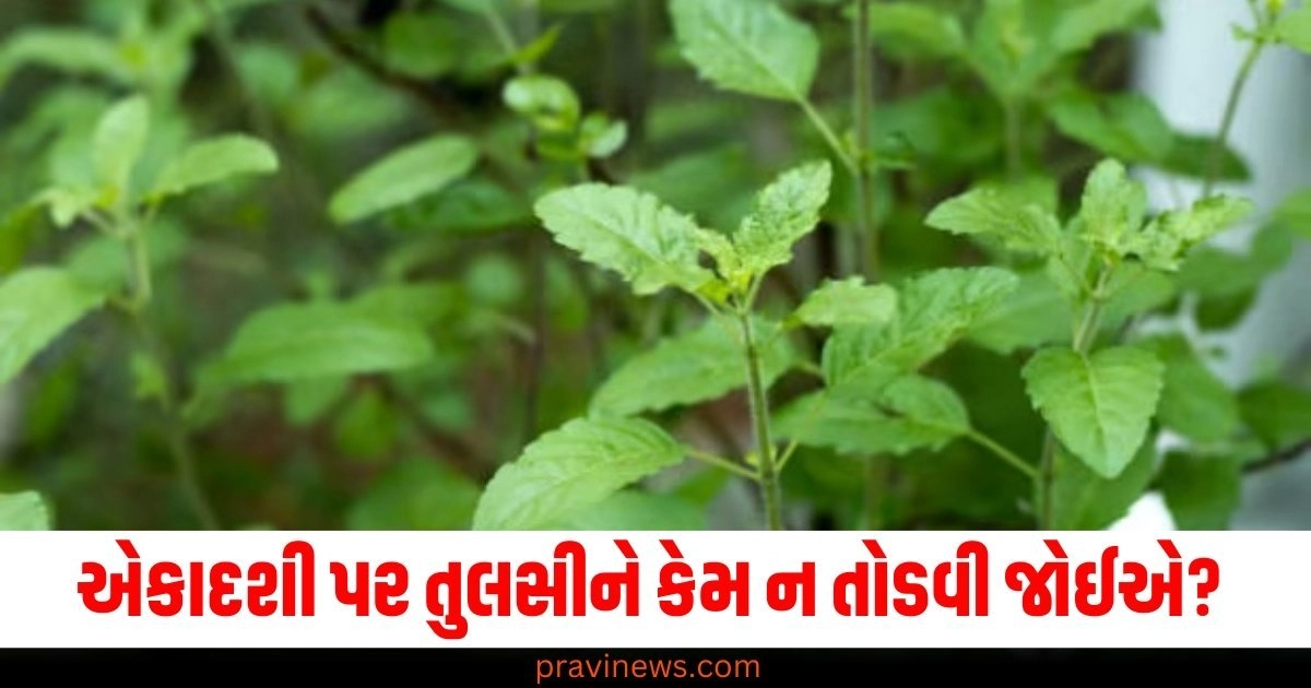 એકાદશી પર તુલસીને કેમ ન તોડવી જોઈએ? જાણો તેની પાછળની ધાર્મિક માન્યતા https://www.pravinews.com/religion/shani-ki-sade-sati-2025-sade-sati-will-start-on-these-zodiac-signs-the-mountain-of-sorrows-will-break-2641