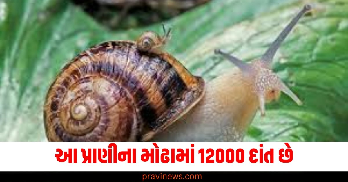 આ પ્રાણીના મોઢામાં 12000 દાંત છે, જે ટાઇટેનિયમ કરતા પણ વધુ મજબૂત છે https://www.pravinews.com/ajab-gajab/what-is-air-quality-index-how-does-find-dangerous-level-of-pollution-57213