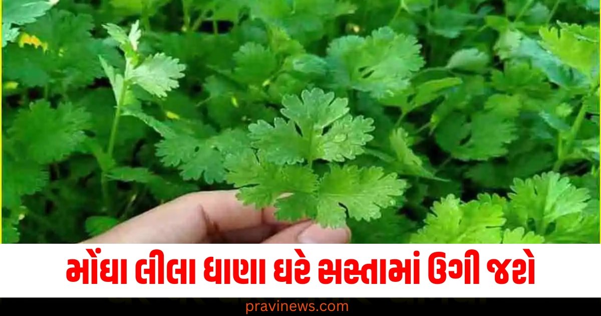 મોંઘા લીલા ધાણા ઘરે સસ્તામાં ઉગી જશે, જાણો અદ્ભુત ટ્રીક https://www.pravinews.com/sports/yashasvi-jaiswal-need-2-sixes-to-break-brendon-mccullum-world-record-in-ind-vs-aus-1st-test-58514