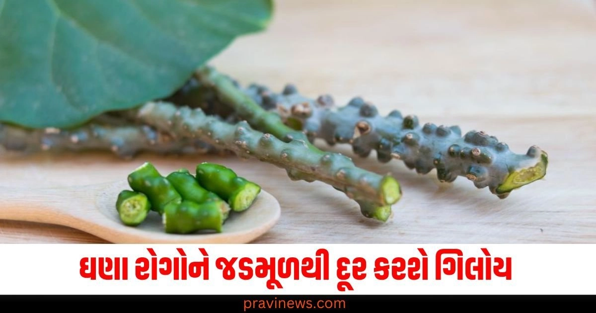 ઘણા રોગોને જડમૂળથી દૂર કરશે ગિલોય ,15 દિવસ રસ પીવાથી બધી સમસ્યા થશે દૂર https://www.pravinews.com/lifestyle/health-fitness/liver-cancer-know-how-dangerous-liver-cancer-is-what-are-its-symptoms-4995