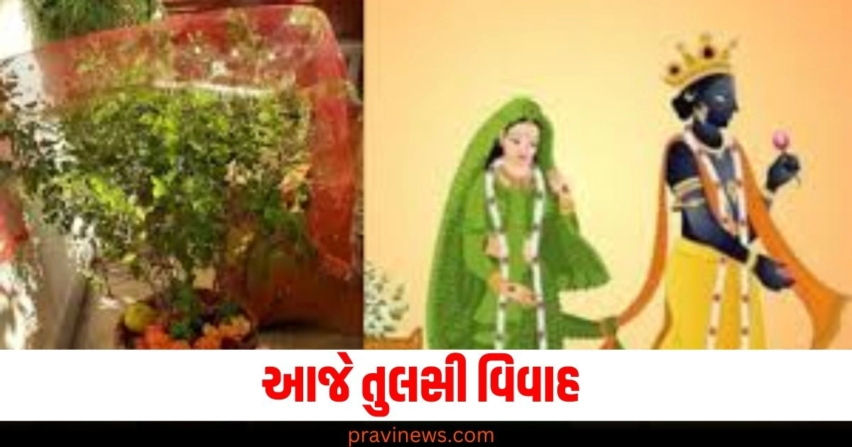 આજે તુલસી વિવાહ, આ વિધિથી કરાવો તુલસી-શાલિગ્રામનું મિલન https://www.pravinews.com/religion/astrology/tulsi-puja-niyam-do-not-do-these-5-work-while-offering-water-in-basil-pulsi-tulsi-54276