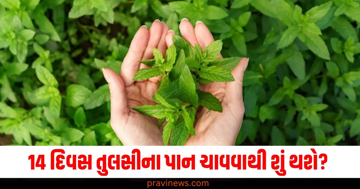 14 દિવસ સુધી ખાલી પેટે તુલસીના પાન ચાવવાથી શું થશે? ડોક્ટર પાસેથી જાણો બધું જ https://www.pravinews.com