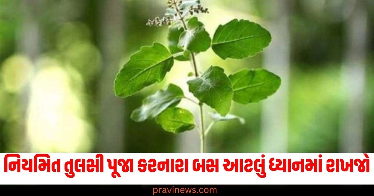 નિયમિત તુલસી પૂજા (Regular Tulsi Pooja), ધ્યાનમાં રાખજો (Take Care), ધનની દેવી (Goddess of Wealth), ગુસ્સે (Anger), પૂજા નિયમ (Pooja Rituals),