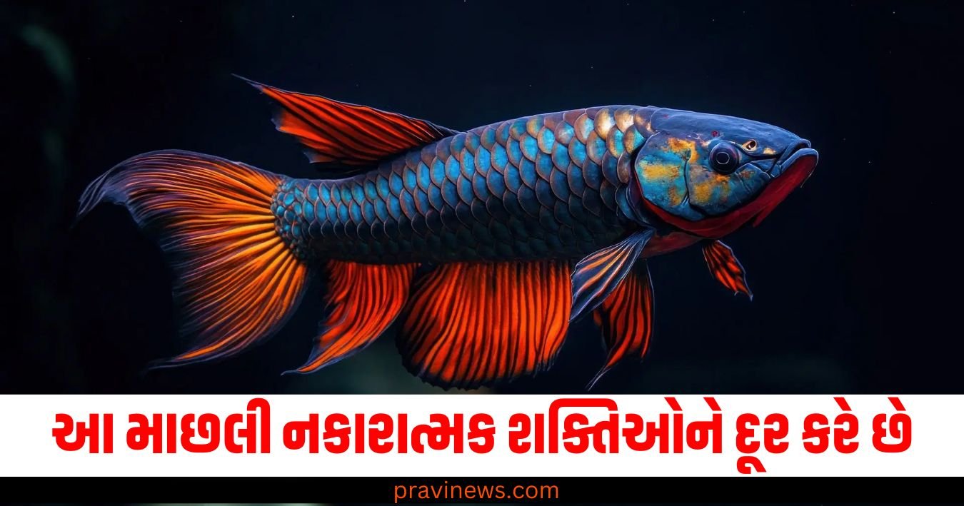 આ માછલી નકારાત્મક શક્તિઓને દૂર કરે છે, ઘરમાં સુખ અને સમૃદ્ધિ રહે છે https://www.pravinews.com/business/rajesh-power-services-ipo-open-from-25-nov-gmp-surges-50-rupees-premium-check-price-band-57907