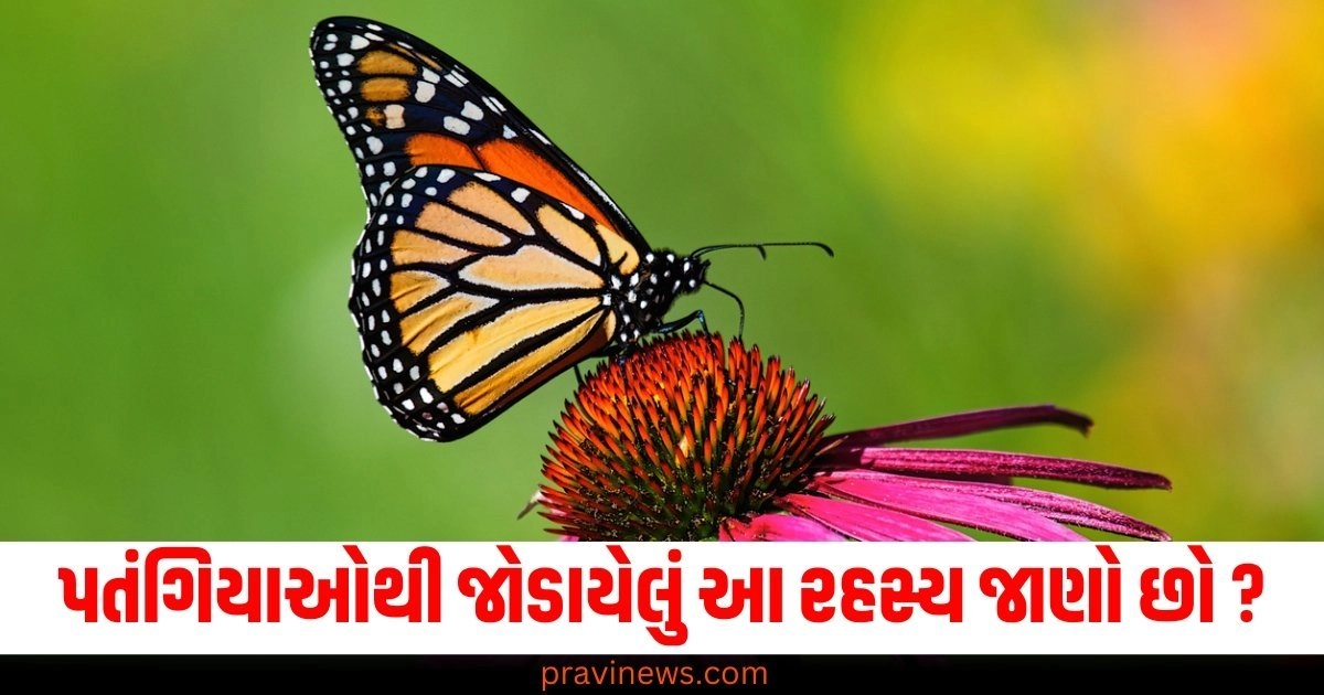 પતંગિયાની પાંખોમાં આટલા સુંદર રંગો ક્યાંથી આવે છે ? ઉઠી ગયો રહસ્ય પરથી પડદો https://www.pravinews.com/ajab-gajab/man-found-1000-year-old-rare-gold-coin-with-face-of-jesus-in-norway-thousand-year-old-treasure-khajana-mila-53443