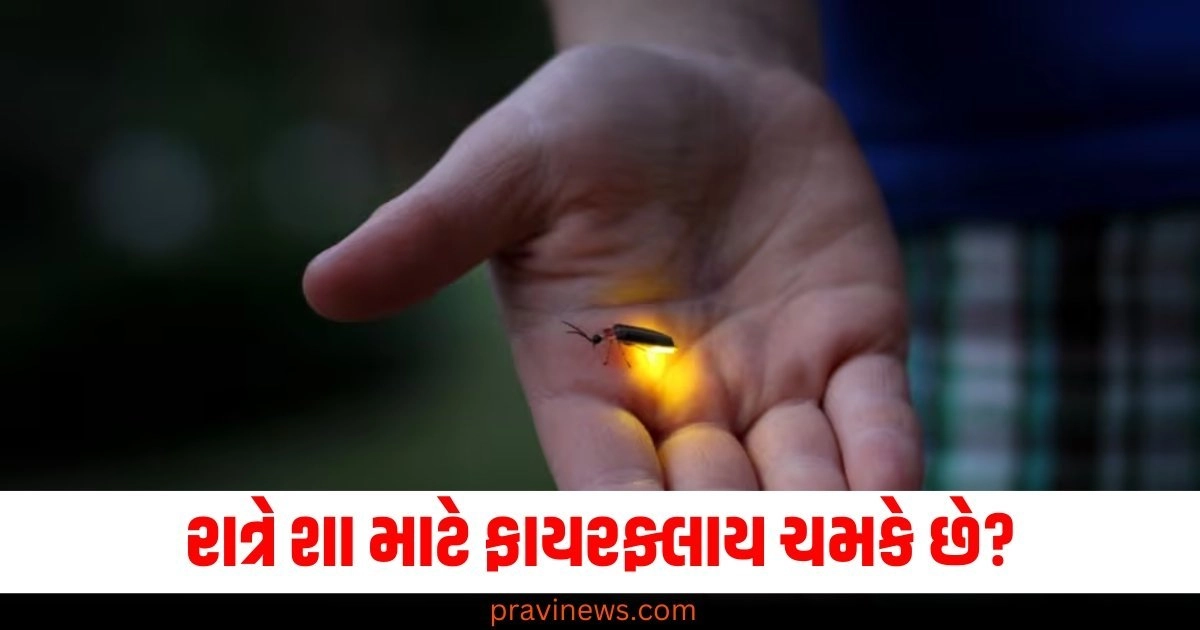 રાત્રે શા માટે ફાયરફ્લાય ચમકે છે? જાણો તેનું વૈજ્ઞાનિક કારણ https://www.pravinews.com/education/cbse-announced-change-in-10th-and-12th-2025-board-exam-55601