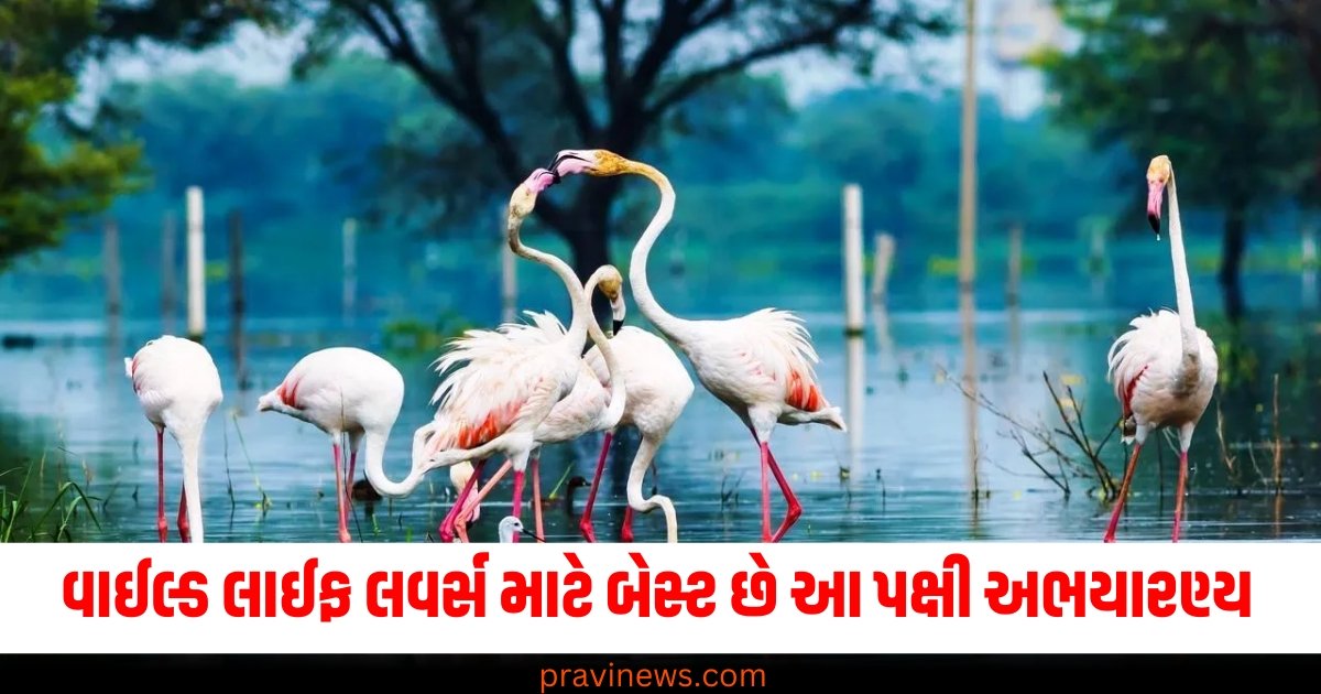 વાઈલ્ડ લાઈફ લવર્સ માટે બેસ્ટ છે આ પક્ષી અભયારણ્ય , તમે શિયાળામાં જોઈ શકશો રંગબેરંગી પક્ષીઓ. https://www.pravinews.com/world-news-in-gujarati/isro-successfully-launches-european-space-agency-proba-03-mission-from-sriharikota-64233