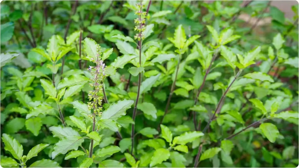 મહાકુંભમાંથી ઘરે લાવો આ વસ્તુઓ, બદલાઈ જશે તમારું ભાગ્ય. 3 મહાકુંભમાંથી ઘરે લાવો આ વસ્તુઓ, બદલાઈ જશે તમારું ભાગ્ય. https://www.pravinews.com/religion/mahakumbh-2025-bring-these-items-from-mahakumbh-for-good-luck-and-peace-74887