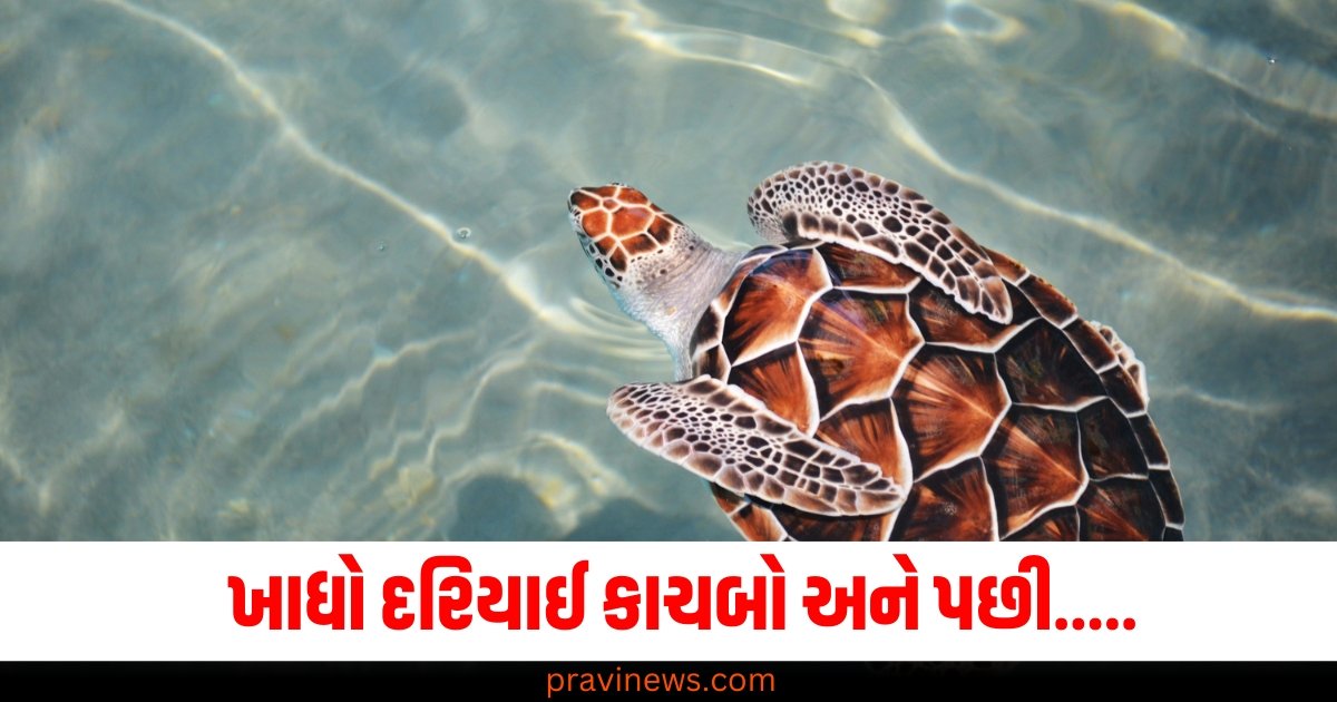 પેલા ખાધો દરિયાઈ કાચબો ને પછી 3 લોકોને ભરખી ગયા યમદેવતા, પીએમ રિપોર્ટમાં થયો આવો ખુલાસો https://www.pravinews.com/lifestyle/ring-finger-personality-forefinger-forefinger-says-about-thoughts-63178